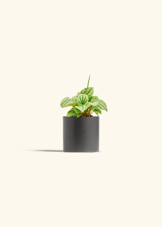 Peperomia Frost in a 4 inches Charcoal Classic Cylinder Planter 