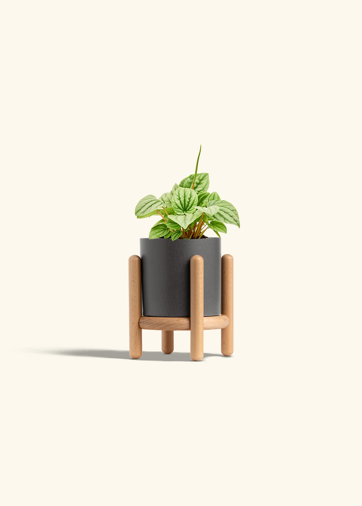 Peperomia Frost in a 4 inches Charcoal Classic Cylinder Planter in a Beech Wood Stand