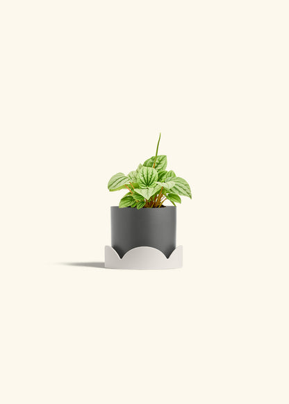 Peperomia Frost in a 4 inches Charcoal Classic Cylinder Planter in a Oat Petal Drip Tray