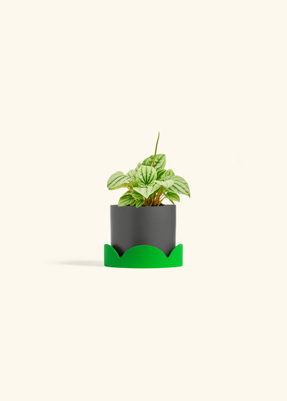 Peperomia Frost in a 4 inches Charcoal Classic Cylinder Planter in a Shamrock Petal Drip Tray