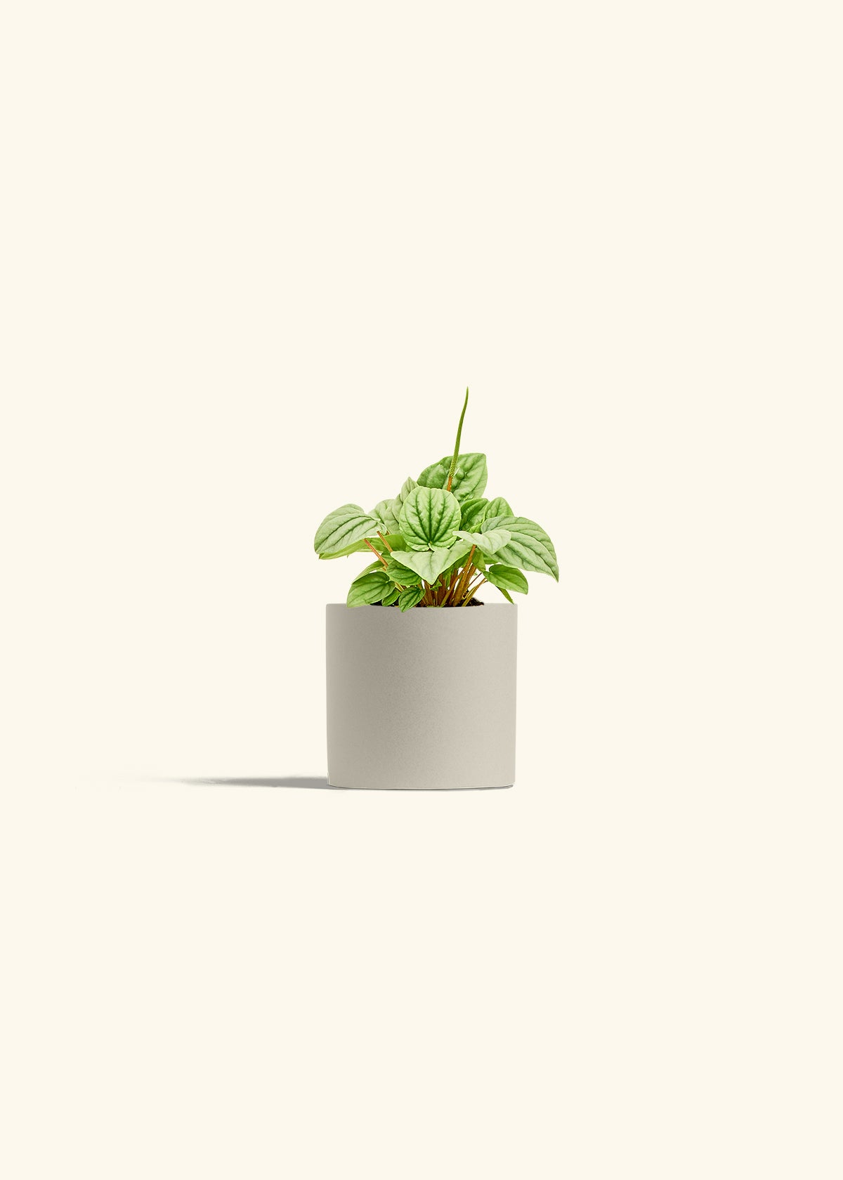 Peperomia Frost in a 4 inches Oat Classic Cylinder Planter 
