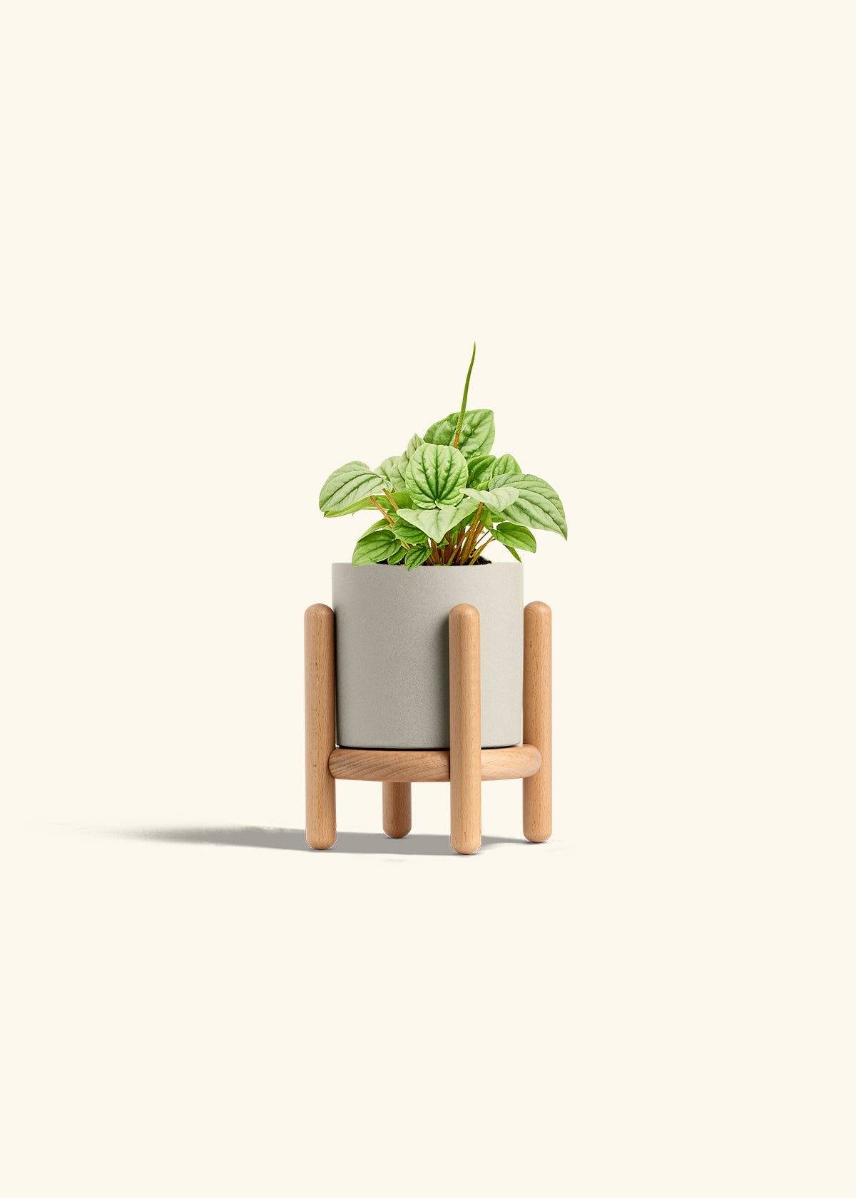 Peperomia Frost in a 4 inches Oat Classic Cylinder Planter in a Beech Wood Stand