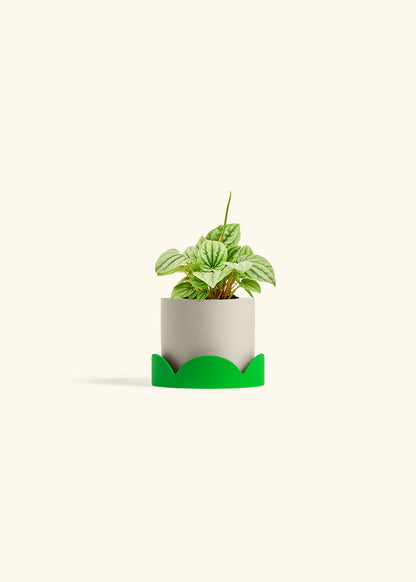 Peperomia Frost in a 4 inches Oat Classic Cylinder Planter in a Shamrock Petal Drip Tray