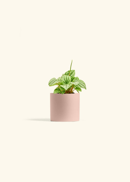 Peperomia Frost in a 4 inches Pink Classic Cylinder Planter 
