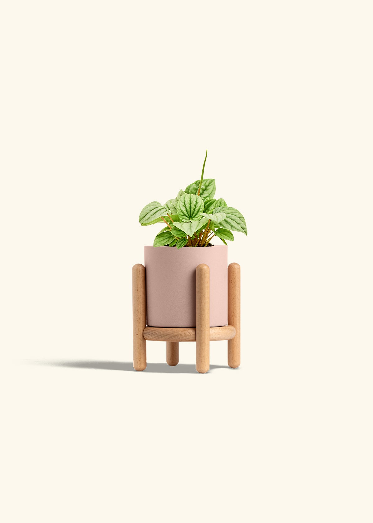 Peperomia Frost in a 4 inches Pink Classic Cylinder Planter in a Beech Wood Stand