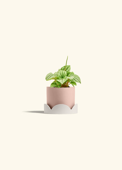 Peperomia Frost in a 4 inches Pink Classic Cylinder Planter in a Oat Petal Drip Tray