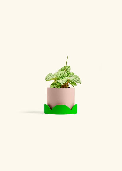 Peperomia Frost in a 4 inches Pink Classic Cylinder Planter in a Shamrock Petal Drip Tray