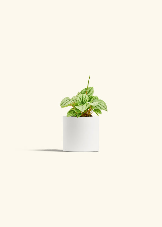 Peperomia Frost in a 4 inches White Classic Cylinder Planter 