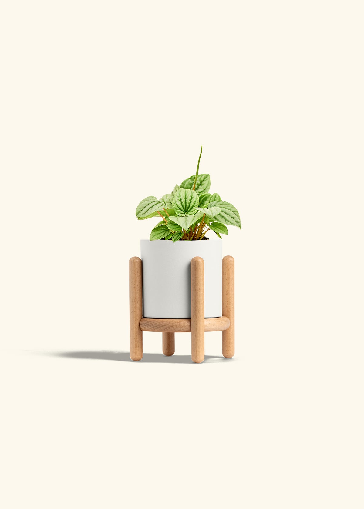 Peperomia Frost in a 4 inches White Classic Cylinder Planter in a Beech Wood Stand