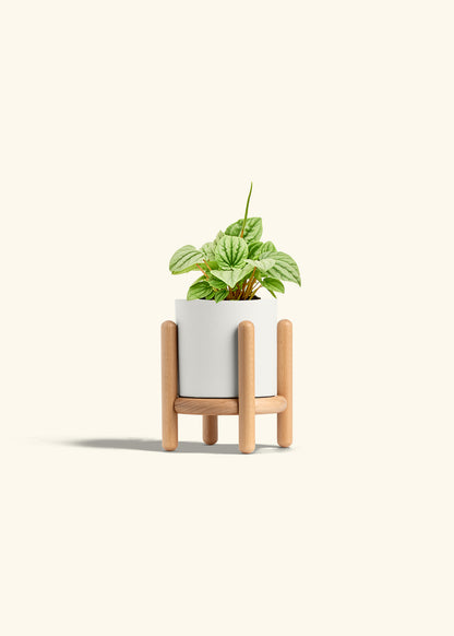 Peperomia Frost in a 4 inches White Classic Cylinder Planter in a Beech Wood Stand