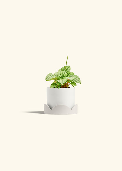 Peperomia Frost in a 4 inches White Classic Cylinder Planter in a Oat Petal Drip Tray