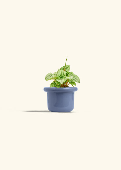 Peperomia Frost in a 4 inches Fat Lip Blue Planter 