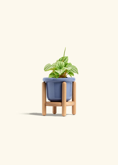 Peperomia Frost in a 4 inches Fat Lip Blue Planter in a Beech Wood Stand