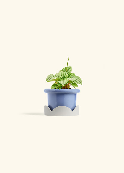 Peperomia Frost in a 4 inches Fat Lip Blue Planter in a Oat Petal Drip Tray