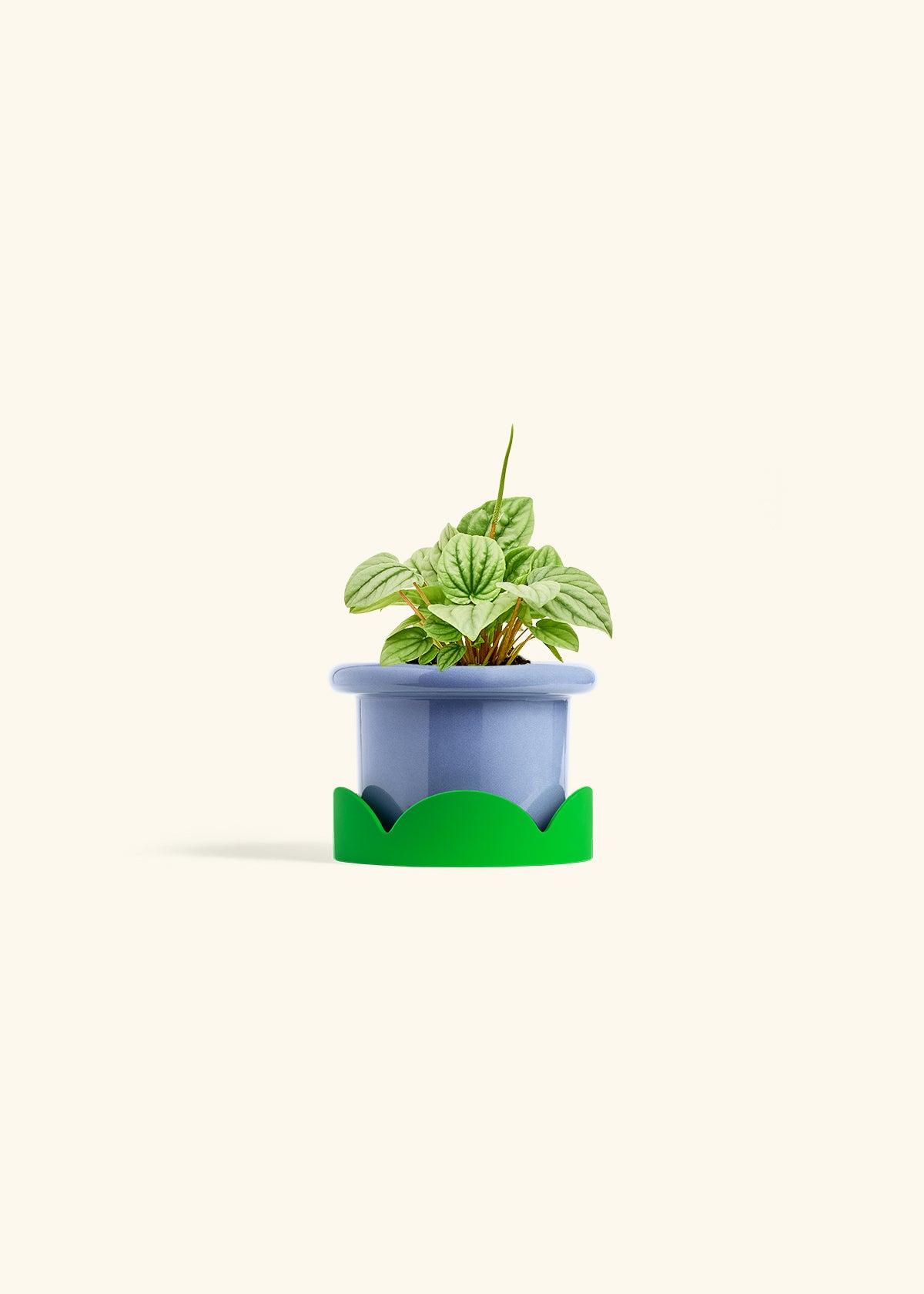 Peperomia Frost in a 4 inches Fat Lip Blue Planter in a Shamrock Petal Drip Tray