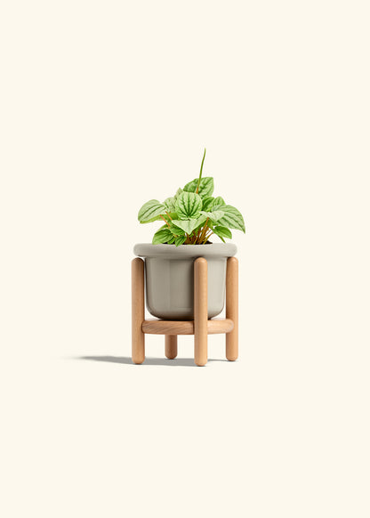 Peperomia Frost in a 4 inches Fat Lip Oat Planter in a Beech Wood Stand