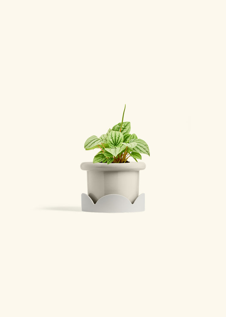 Peperomia Frost in a 4 inches Fat Lip Oat Planter in a Oat Petal Drip Tray