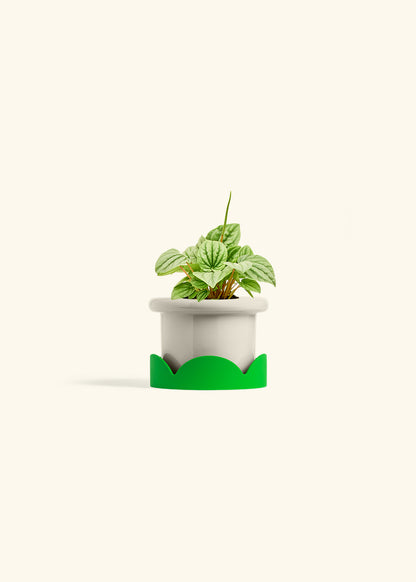 Peperomia Frost in a 4 inches Fat Lip Oat Planter in a Shamrock Petal Drip Tray