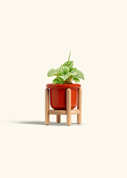 Peperomia Frost in a 4 inches Fat Lip Red Planter in a Beech Wood Stand