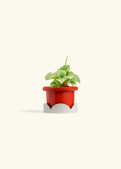Peperomia Frost in a 4 inches Fat Lip Red Planter in a Oat Petal Drip Tray