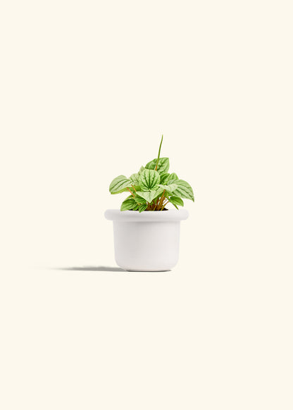 Peperomia Frost in a 4 inches Fat Lip White Planter 