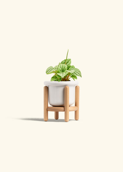 Peperomia Frost in a 4 inches Fat Lip White Planter in a Beech Wood Stand
