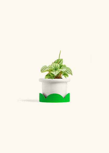 Peperomia Frost in a 4 inches Fat Lip White Planter in a Shamrock Petal Drip Tray