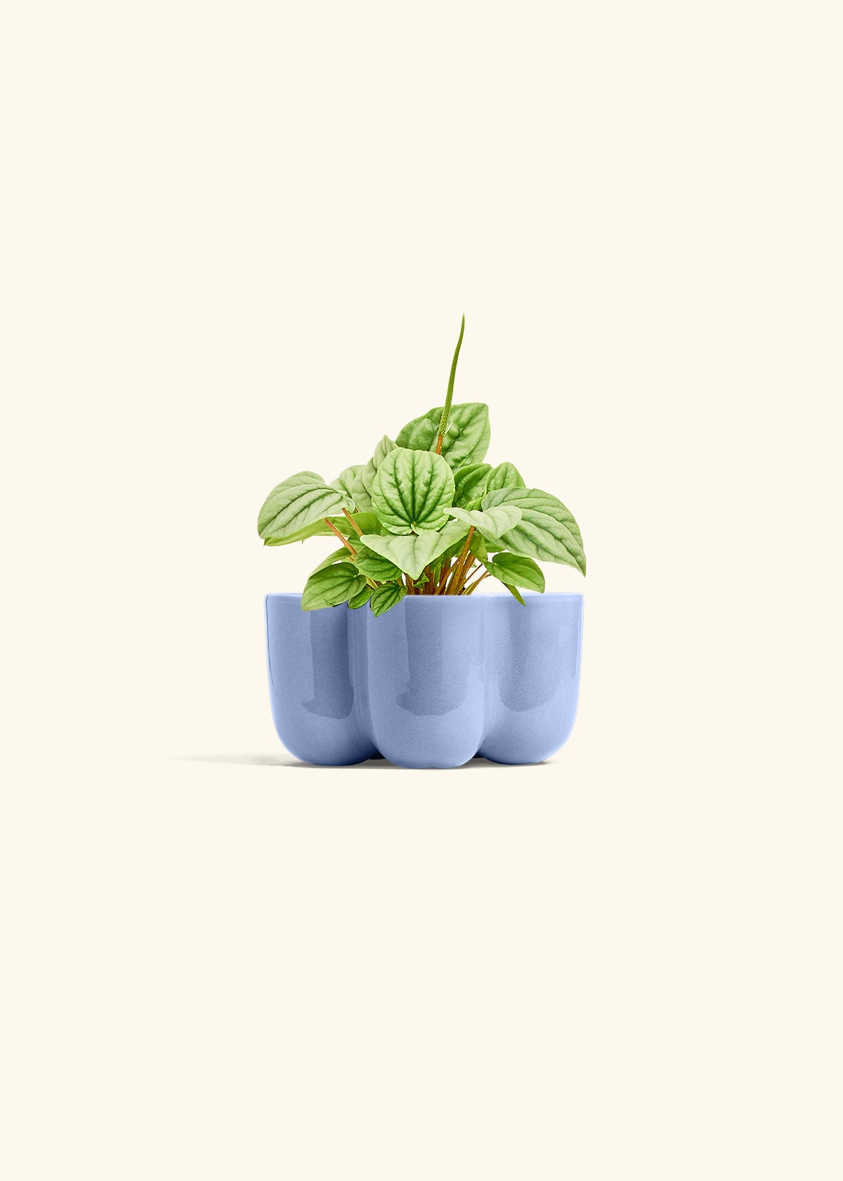 Peperomia Frost in a 4 inches in a Blue Petal Planter