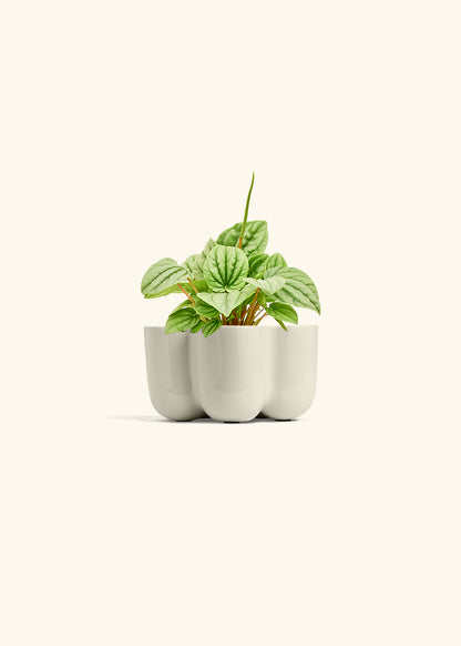 Peperomia Frost in a 4 inches in a Oat Petal Planter