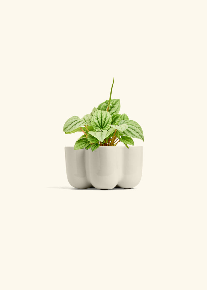 Peperomia Frost in a 4 inches in a Oat Petal Planter