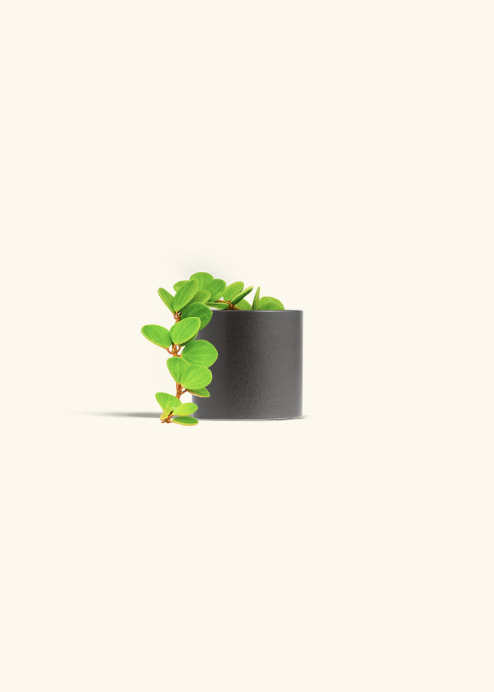 Peperomia Hope in a 4 inches White Classic Cylinder Planter in a Beech Wood Stand