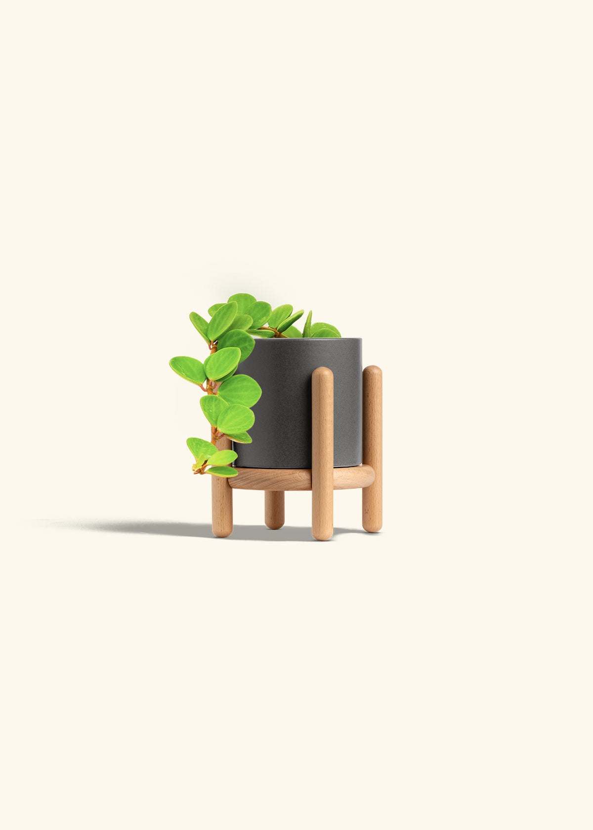 Peperomia Hope in a 4 inches Charcoal Classic Cylinder Planter in a Beech Wood Stand
