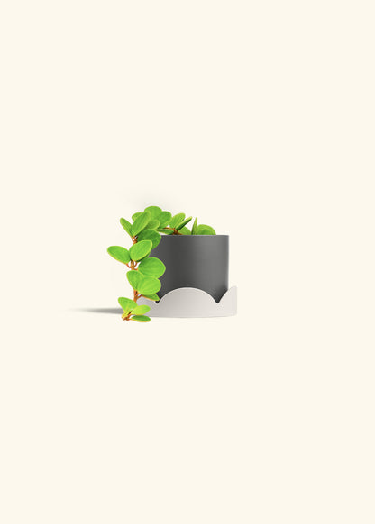 Peperomia Hope in a 4 inches Charcoal Classic Cylinder Planter in a Shamrock Petal Drip Tray