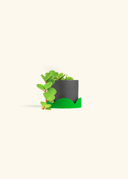 Peperomia Hope in a 4 inches Charcoal Classic Cylinder Planter 