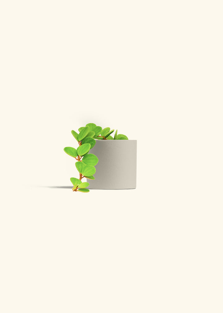 Peperomia Hope in a 4 inches Oat Classic Cylinder Planter 