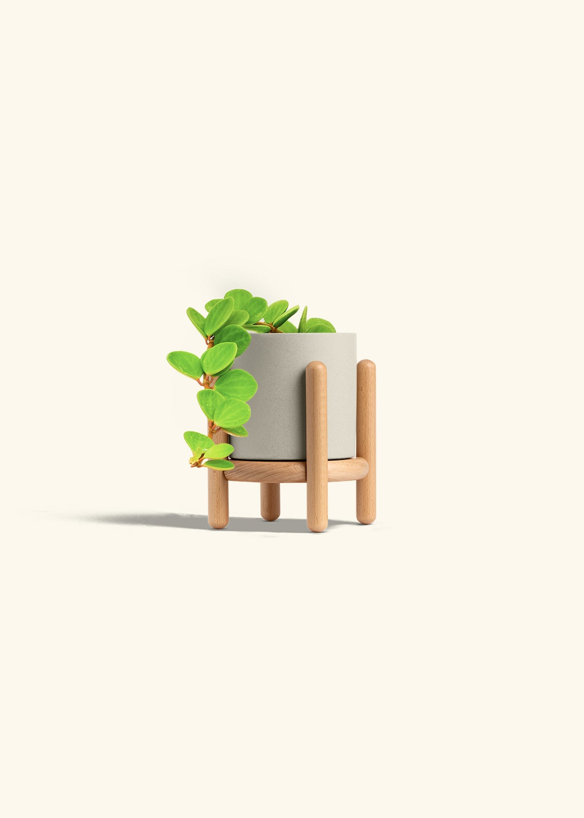 Peperomia Hope in a 4 inches Oat Classic Cylinder Planter in a Beech Wood Stand