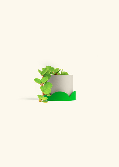Peperomia Hope in a 4 inches Oat Classic Cylinder Planter in a Shamrock Petal Drip Tray