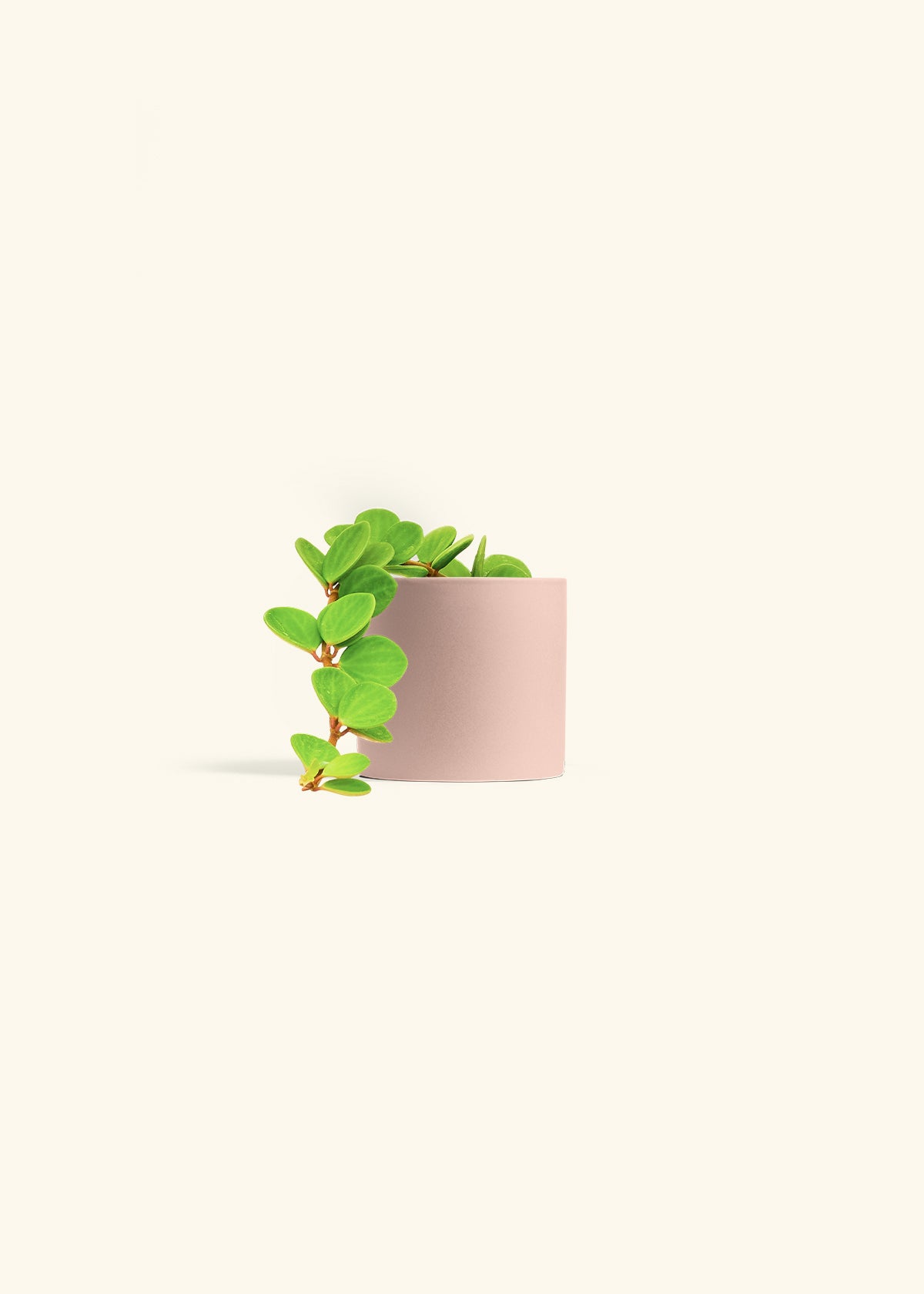 Peperomia Hope in a 4 inches Pink Classic Cylinder Planter 