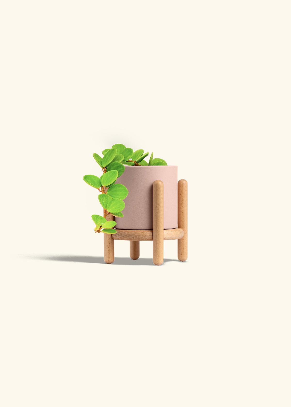 Peperomia Hope in a 4 inches Pink Classic Cylinder Planter in a Beech Wood Stand