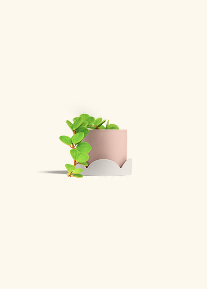 Peperomia Hope in a 4 inches Pink Classic Cylinder Planter in a Oat Petal Drip Tray