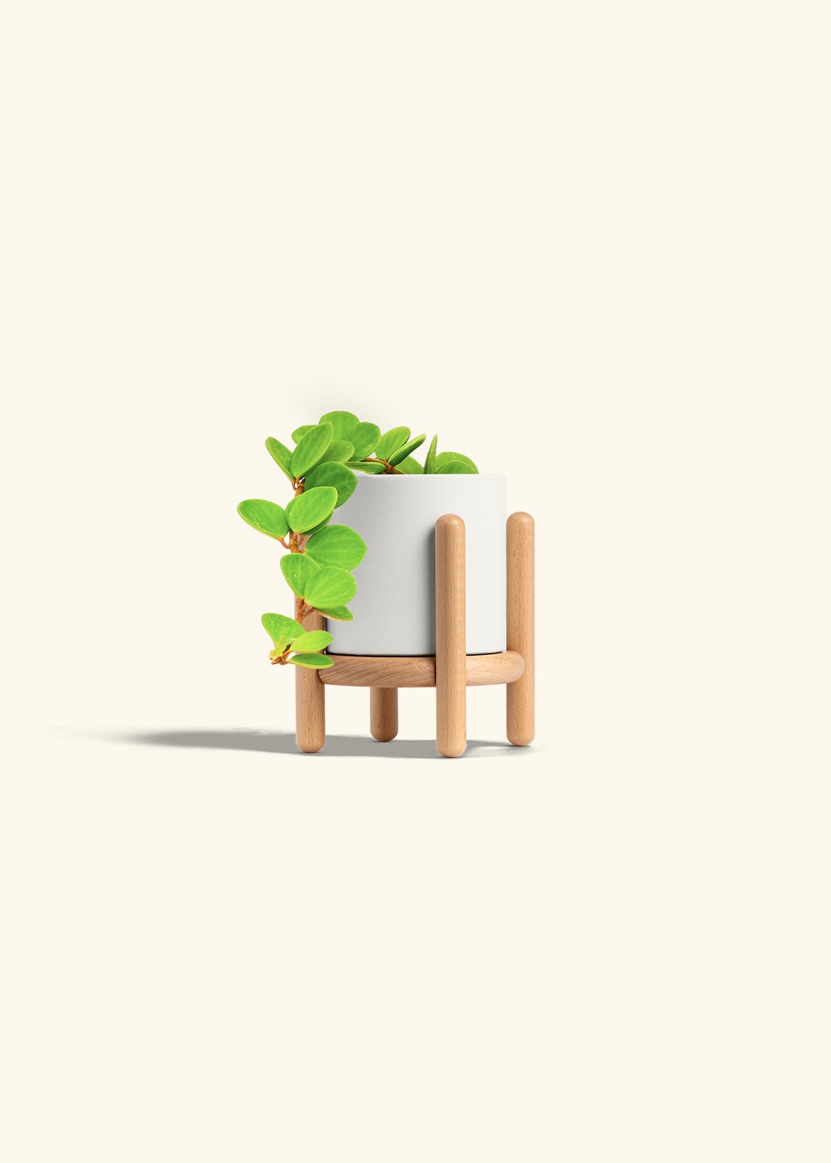 Peperomia Hope in a 4 inches Charcoal Classic Cylinder Planter in a Oat Petal Drip Tray