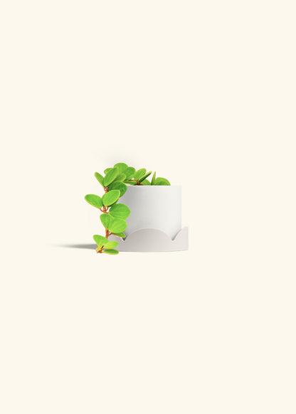 Peperomia Hope in a 4 inches White Classic Cylinder Planter in a Oat Petal Drip Tray
