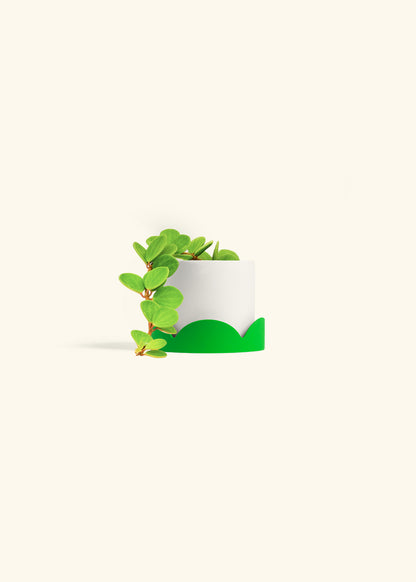 Peperomia Hope in a 4 inches White Classic Cylinder Planter 