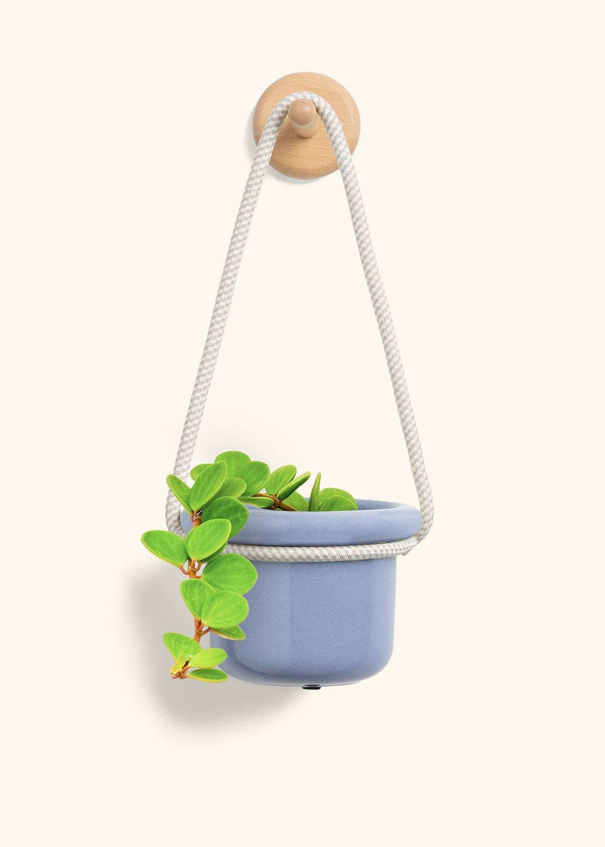 Peperomia 'Hope', Small