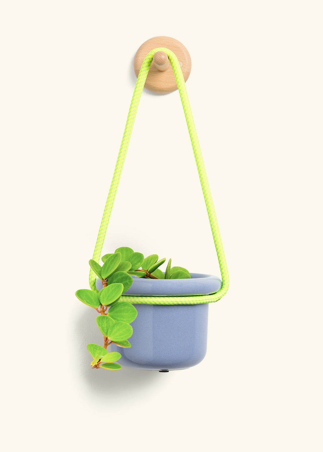 Peperomia 'Hope'