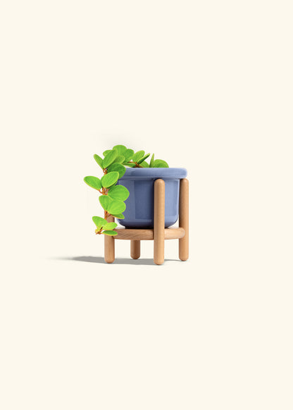 Peperomia Hope in a 4 inches Fat Lip Blue Planter in a Shamrock Petal Drip Tray