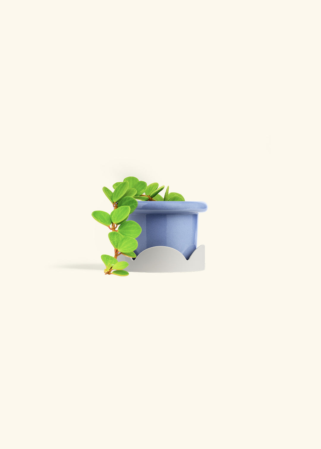 Peperomia Hope in a 4 inches Fat Lip Red Planter 