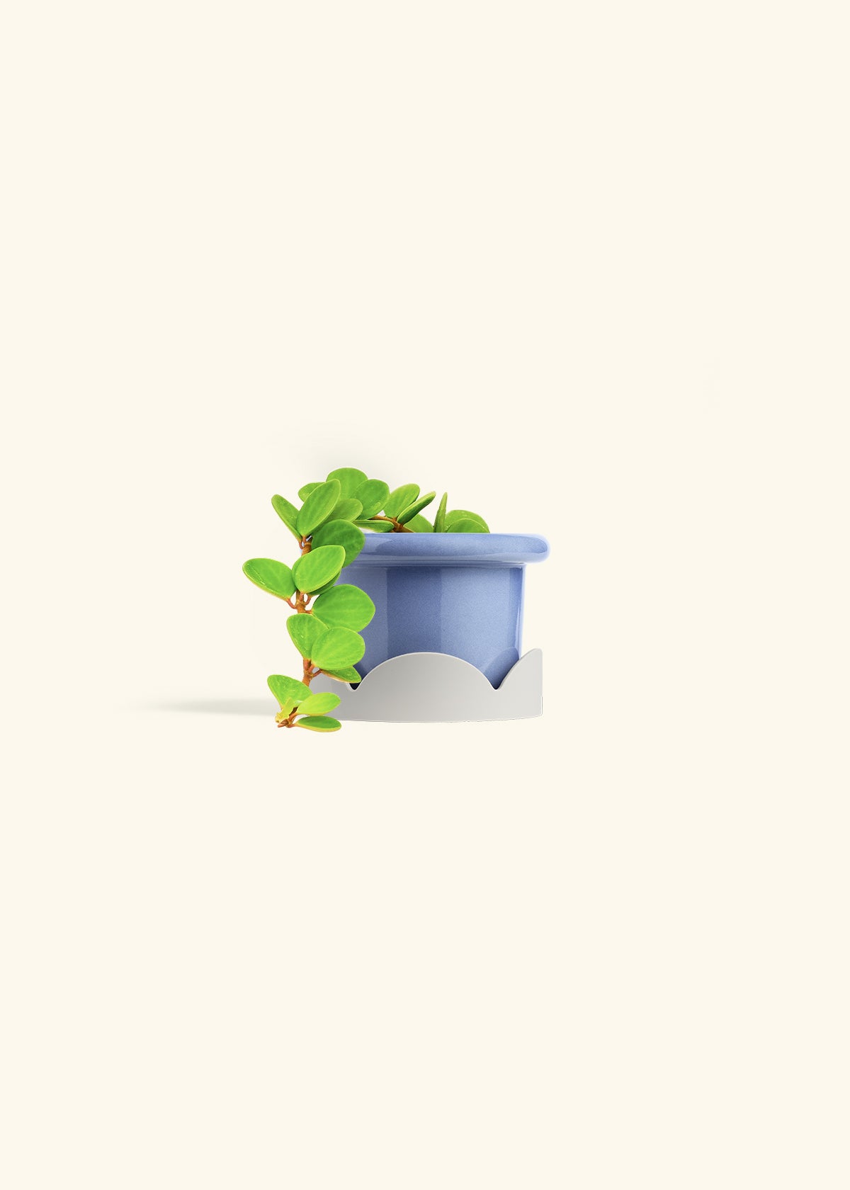 Peperomia Hope in a 4 inches Fat Lip Red Planter 