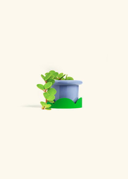 Peperomia Hope in a 4 inches Fat Lip Blue Planter in a Beech Wood Stand