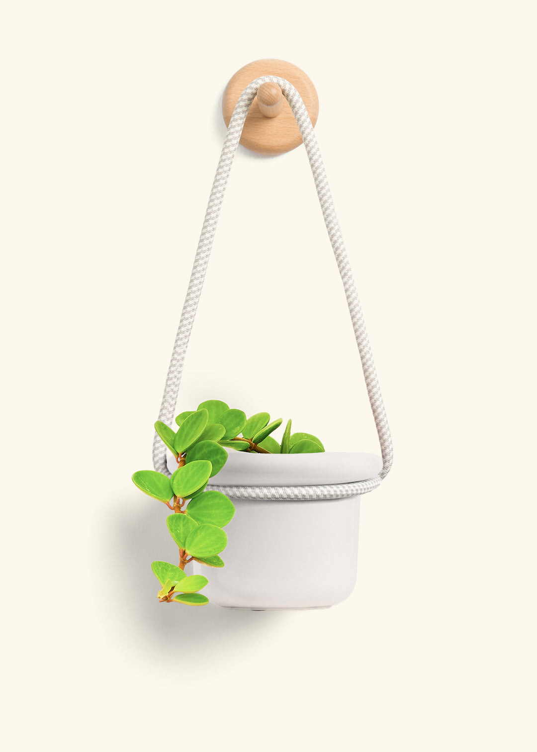 Peperomia 'Hope'
